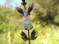 Salvia fruticosa